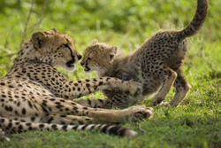 cheetah and cub